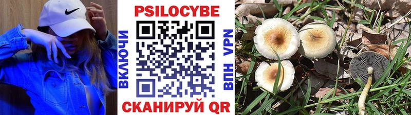 Псилоцибиновые грибы Cubensis Велиж